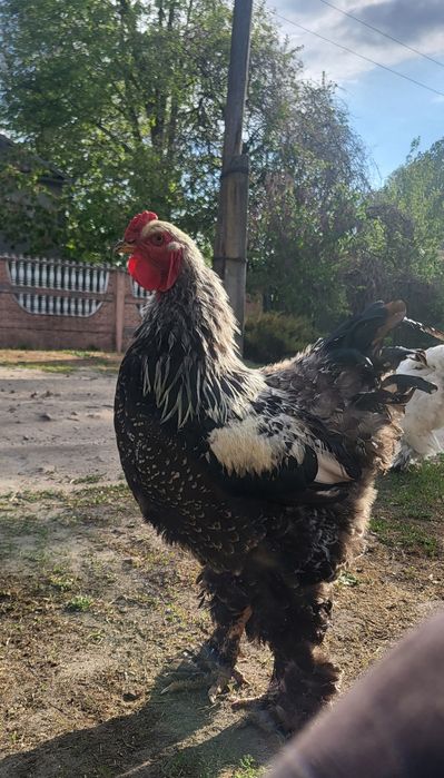 Инкубационное яйцо светлой (Колумбийской) и тёмной брамы, куры брама