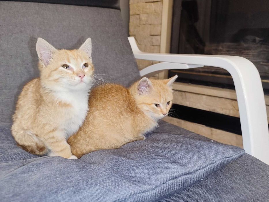 Кошеня, руде Таббі