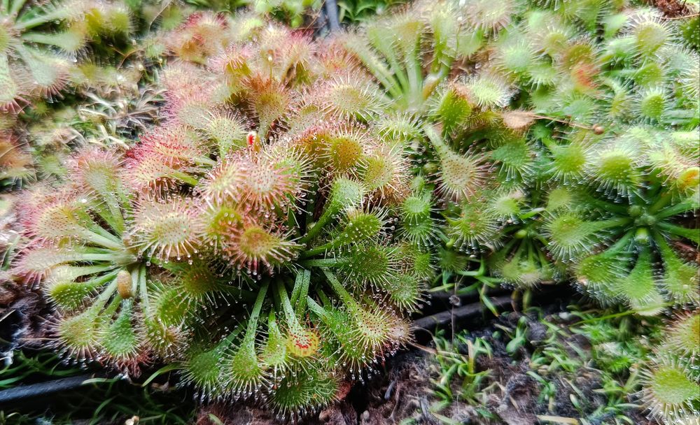 Sadzonka rosiczki Drosera spatulata rosiczka roślina owadożerna 2szt