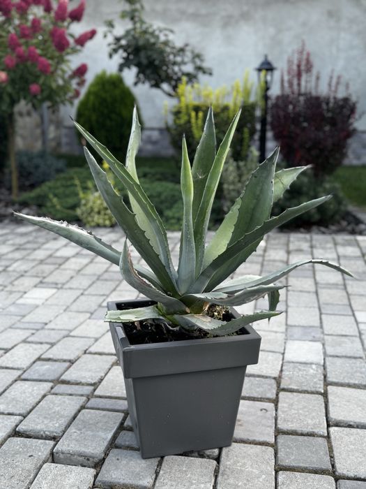 Агава вуличний вазон