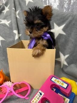 York chlopczyk  sunia