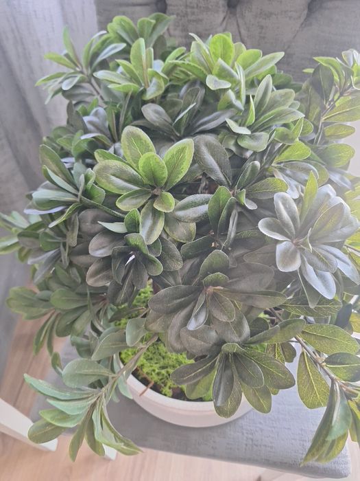 Bonsai ficus com folhagem artificial e tronco verdadeiro