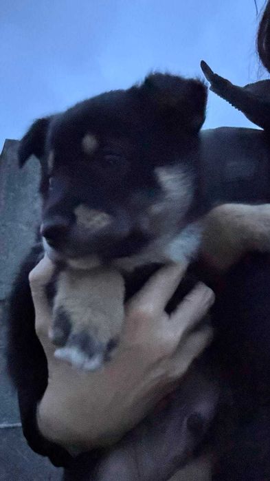 Цуценята в добрі руки