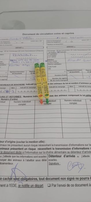 Cabras Micro Anãs - Mini Cabras (30 a 45cm)