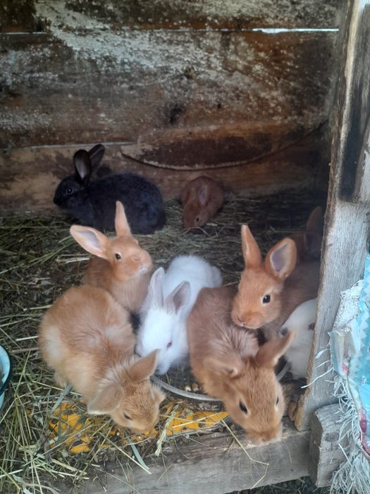 Обміняю самця бургундію.