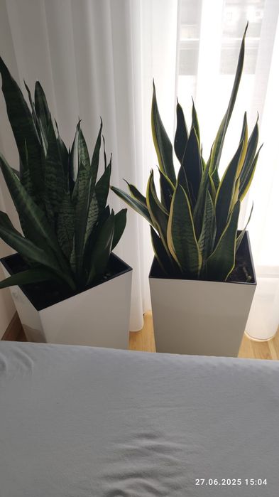 Sansewieria, do odbioru. 200 za sztukę