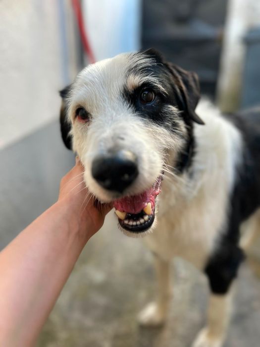 Cão para adoção responsável