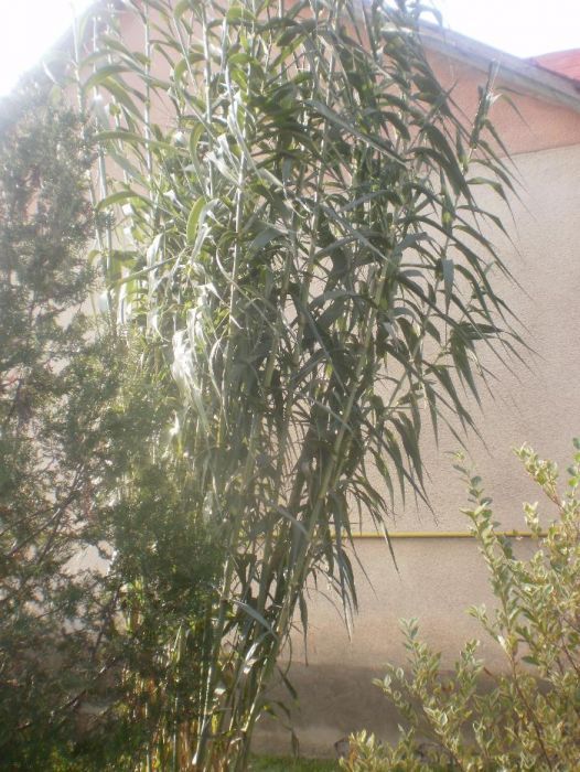 Арундо (гігант), бамбук, пампасна та тигрова трава