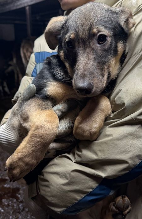 szczeniaczki kundelki