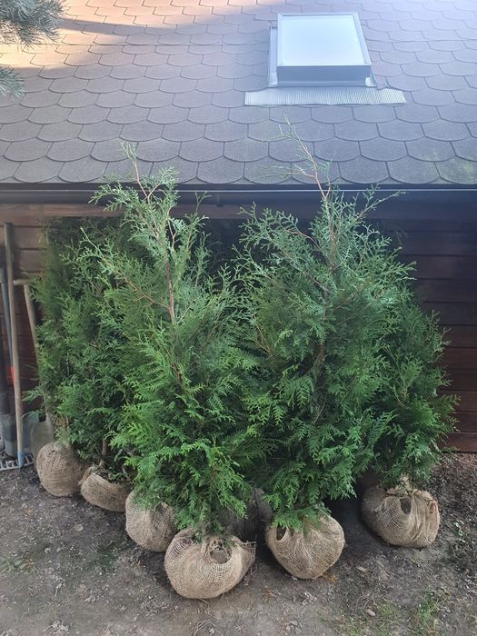 Tuja 120 CM Brabant Tuje Thuja Promocja Gęste