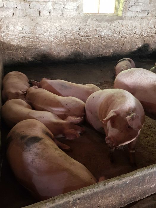 Продаєм свині, трьохпородний гібрид, вага 160-200