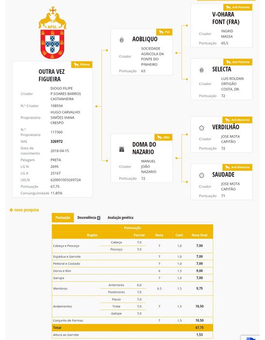 Égua Lusitana Pontuada