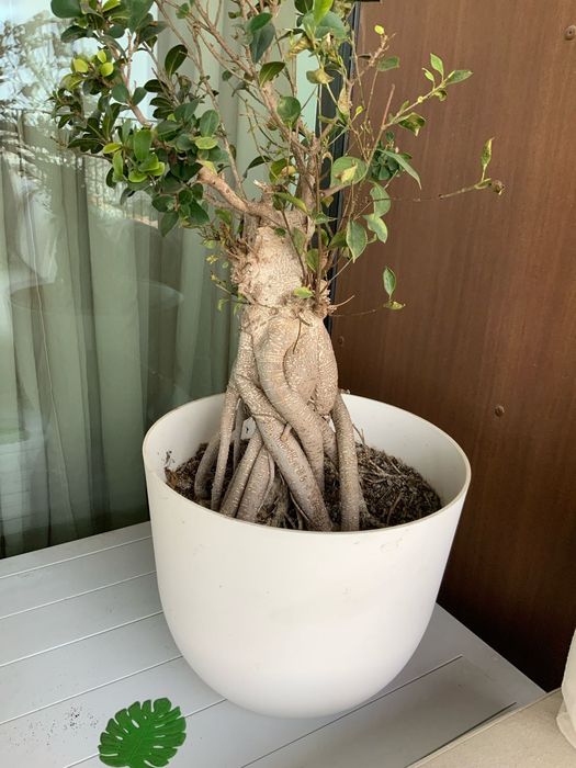 Vaso para exterior com planta natural