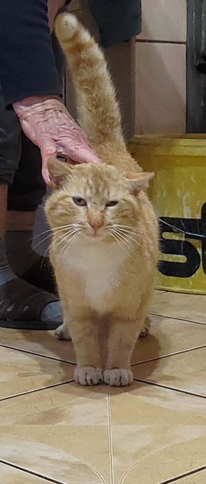 Adopcja kotków! PILNIE