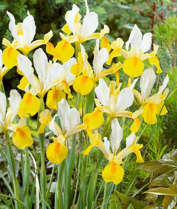 Bolbos de iris holandesa