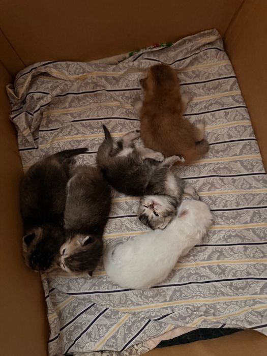 Чистокровные вислоухие, прямоухие шотландские котята!
