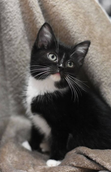 Uroczy Franuś szuka domu!