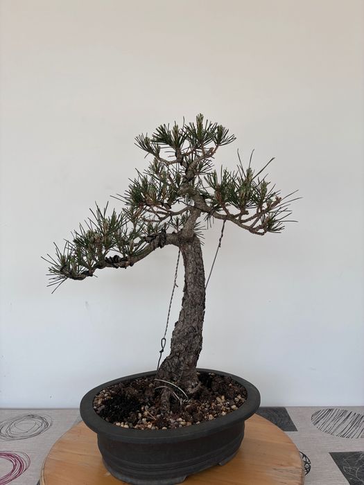 Bonsai Pinus Thumbergii
