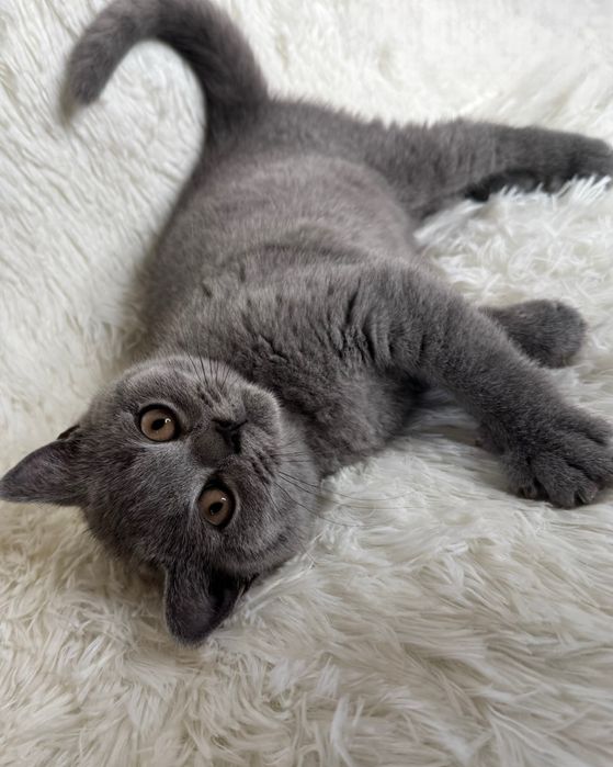 Kotka brytyjska niebieska kocieta koty brytyjskie FIFE FPL rodowod