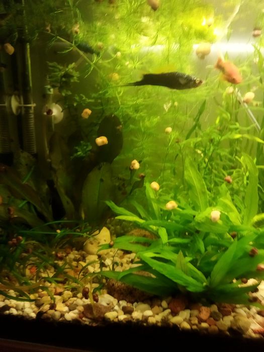 Sprzedam ślimaki z własnego chowu