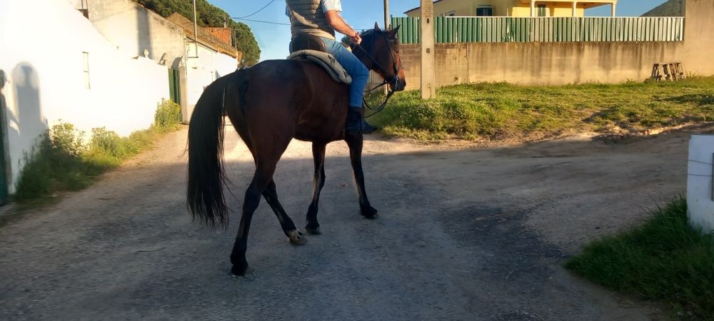 Egua grande muito mansinha e calma  ideal para  qualquer pessoa