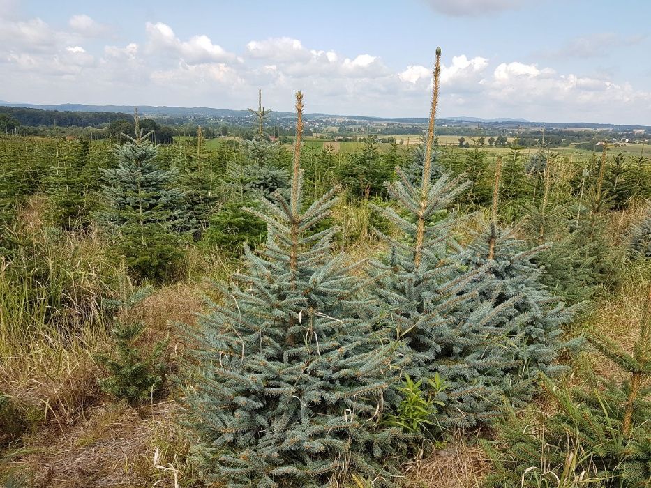 Swierk Srebrny Picea 100/125 PRODUCENT J.Kaukaska