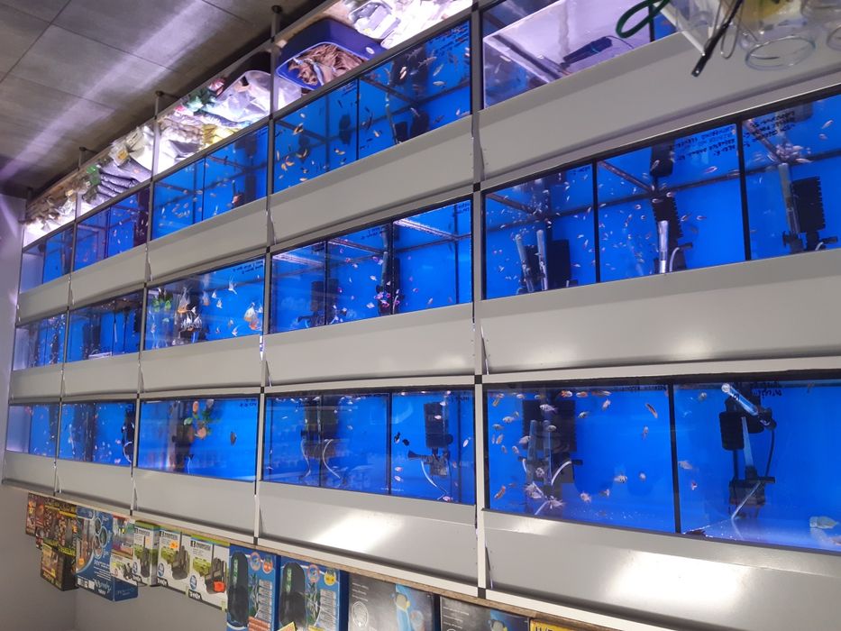 Labeo Albinos MASSON