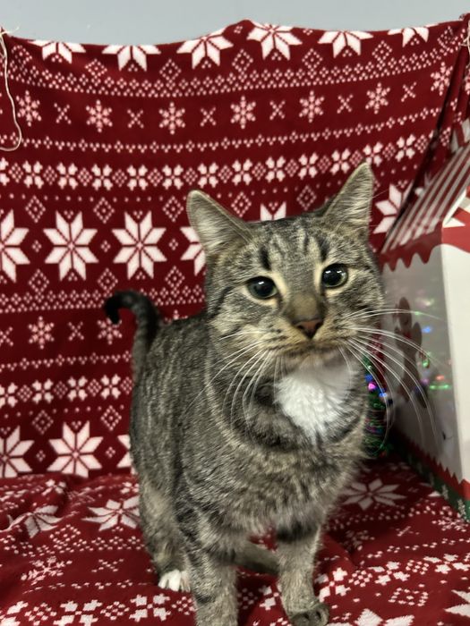 Mlode kotki szukaja domkow