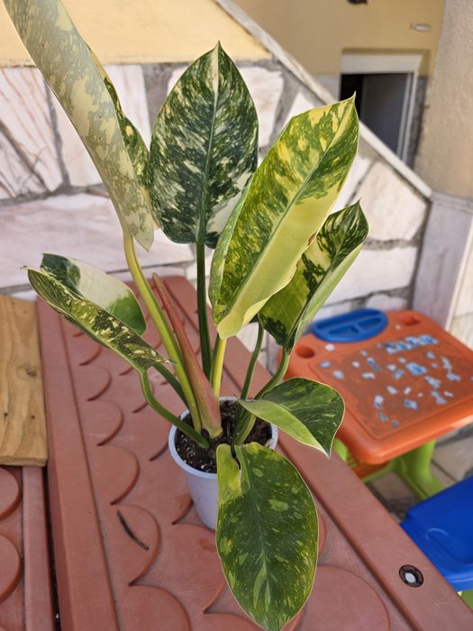 Philodendron Green Congo Variegata