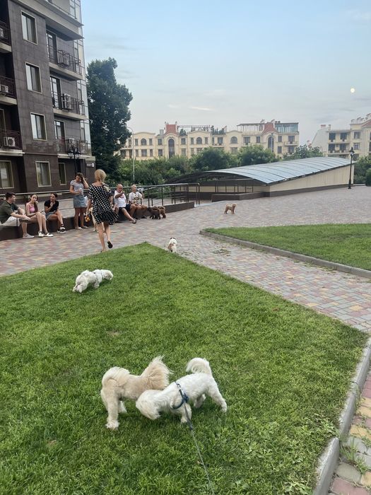 Вязка мальтийская болонка