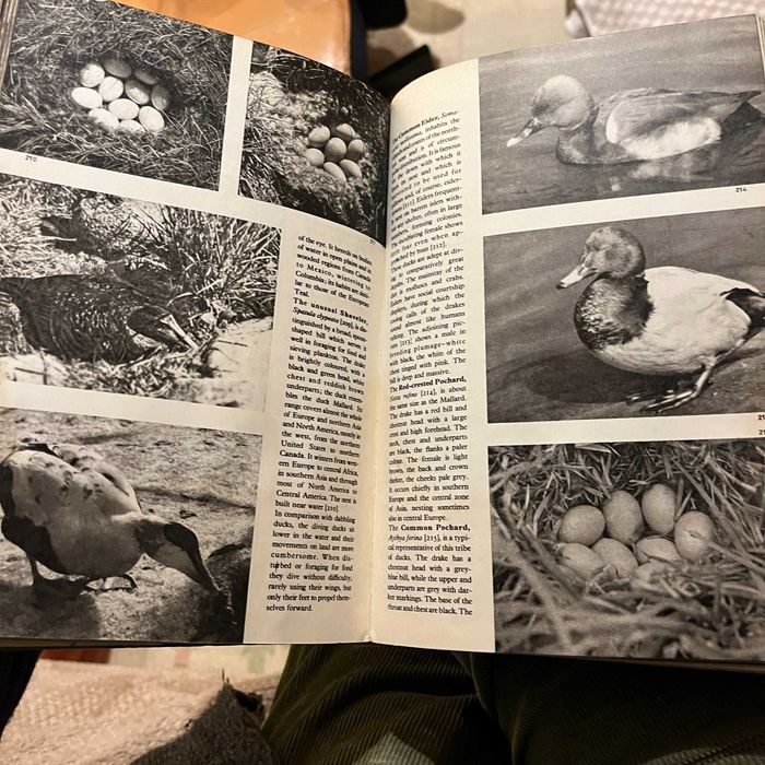 The Pictorial Encyclopedia of Birds