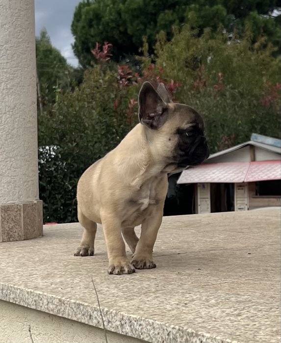 Bulldog Francês