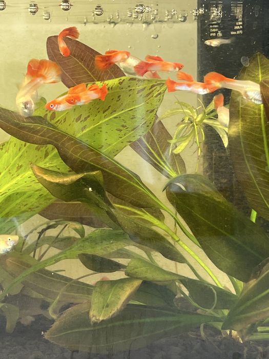 Gupiki Red Koi - ryby - młode gupiki