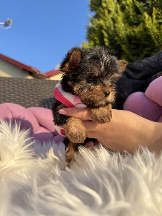 Йоркширський терєр