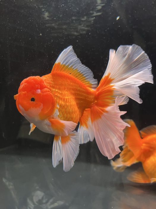 Welon Oranda LongFin  Aqualife