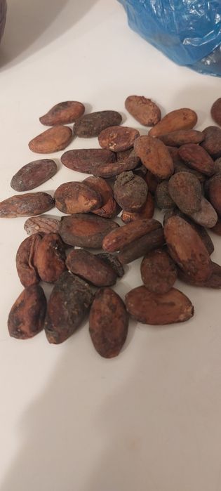 Ziarna kakaowca  całe