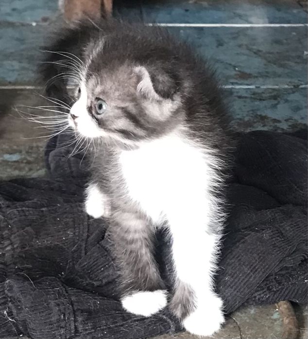 Продаються британські кошенята