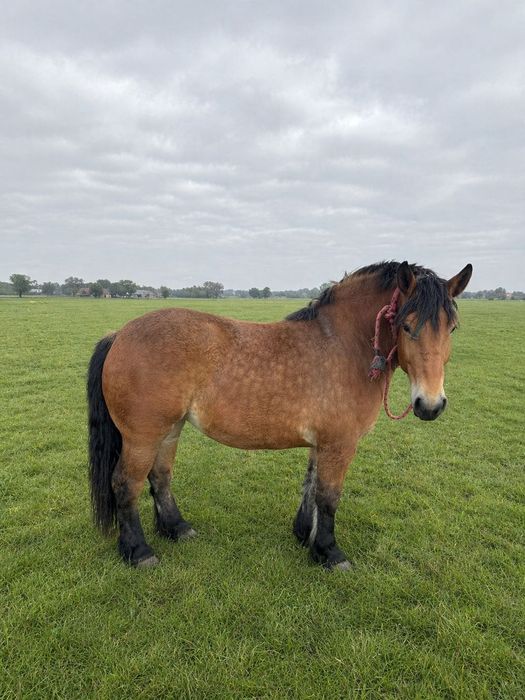 Sprzedam 5 klaczy zimnokrwistych