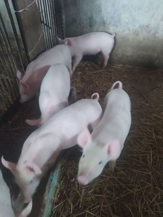 Продам поросята породи Велика біла