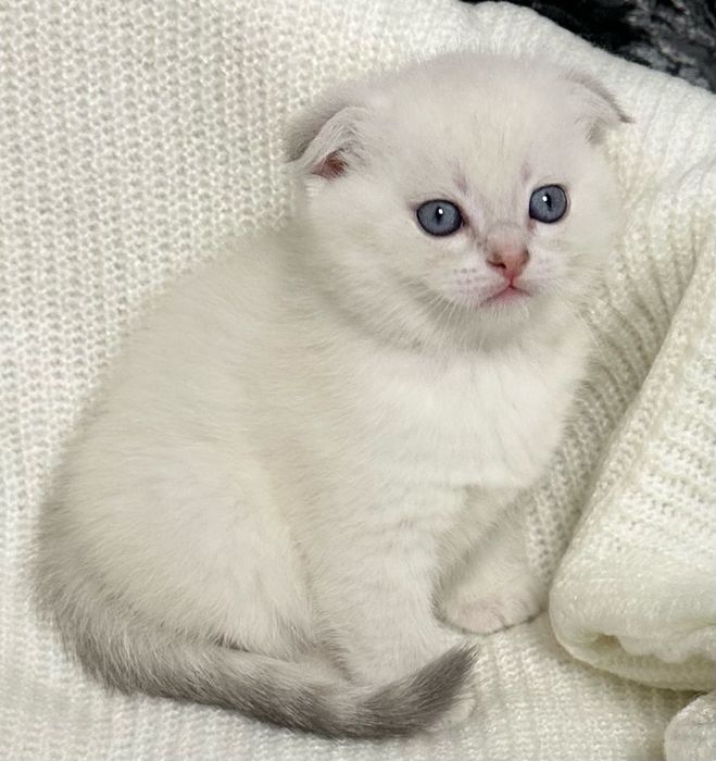 Хлопчик шотландець