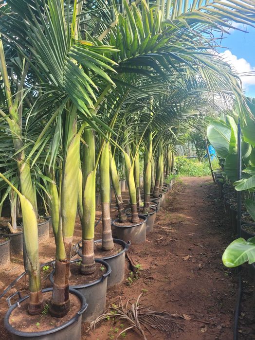 Coqueiros e Palmeiras Exóticas