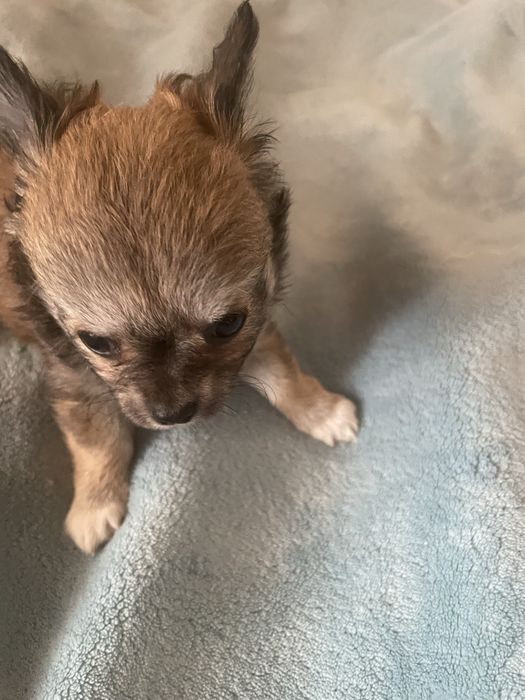 Chichuachua długowłosa suczka