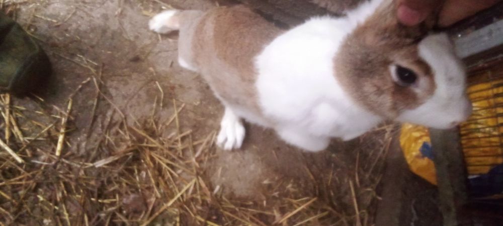 Tenho coelhos para ceder