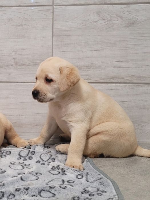 Labrador retriever szczeniak