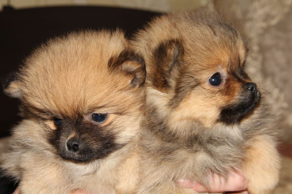 Щенки померанского шпица девочки