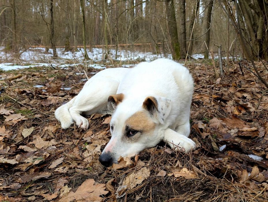 Mikro do adopcji