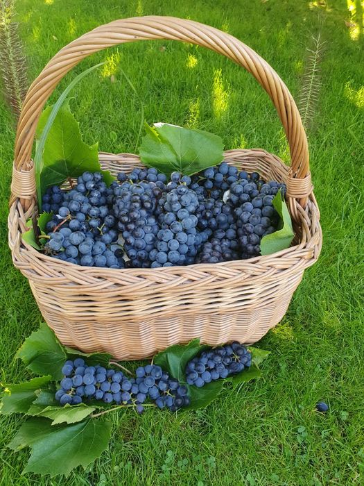 10 kg  Świeże winogrono ciemne, ekologiczne z własnego ogrodu / na wino