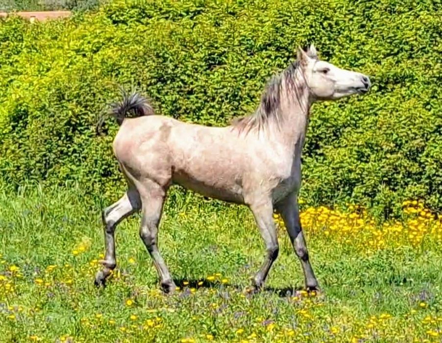 Cavalo PSA com livro