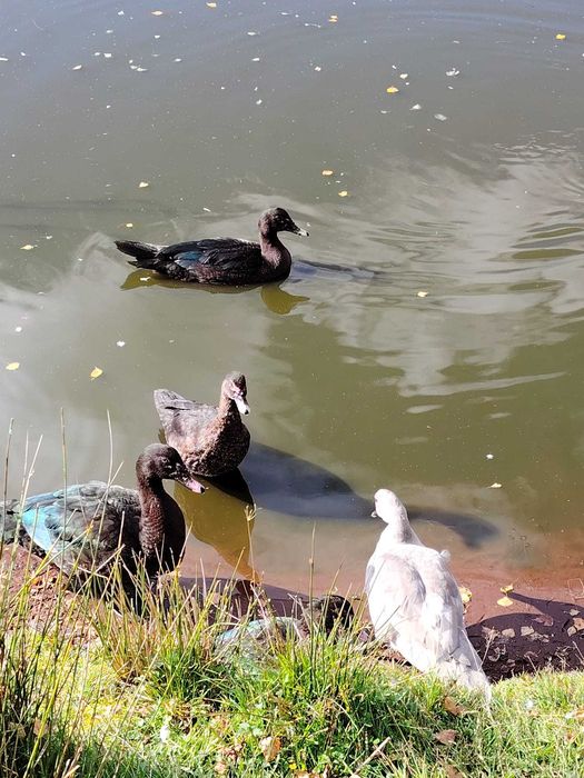 kaczory piżmowe jednolite
