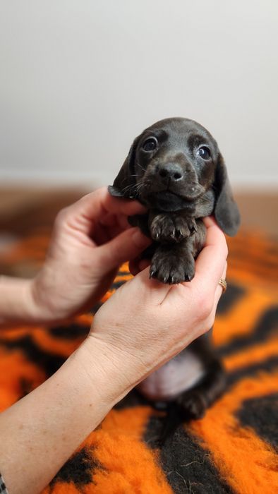 Jamnik miniaturowy/króliczy zkwp FCI wyjątkowe umaszczenie